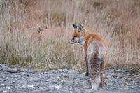 A red fox photographed in the Swiss Alps